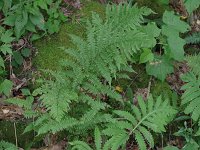 Lady Fern